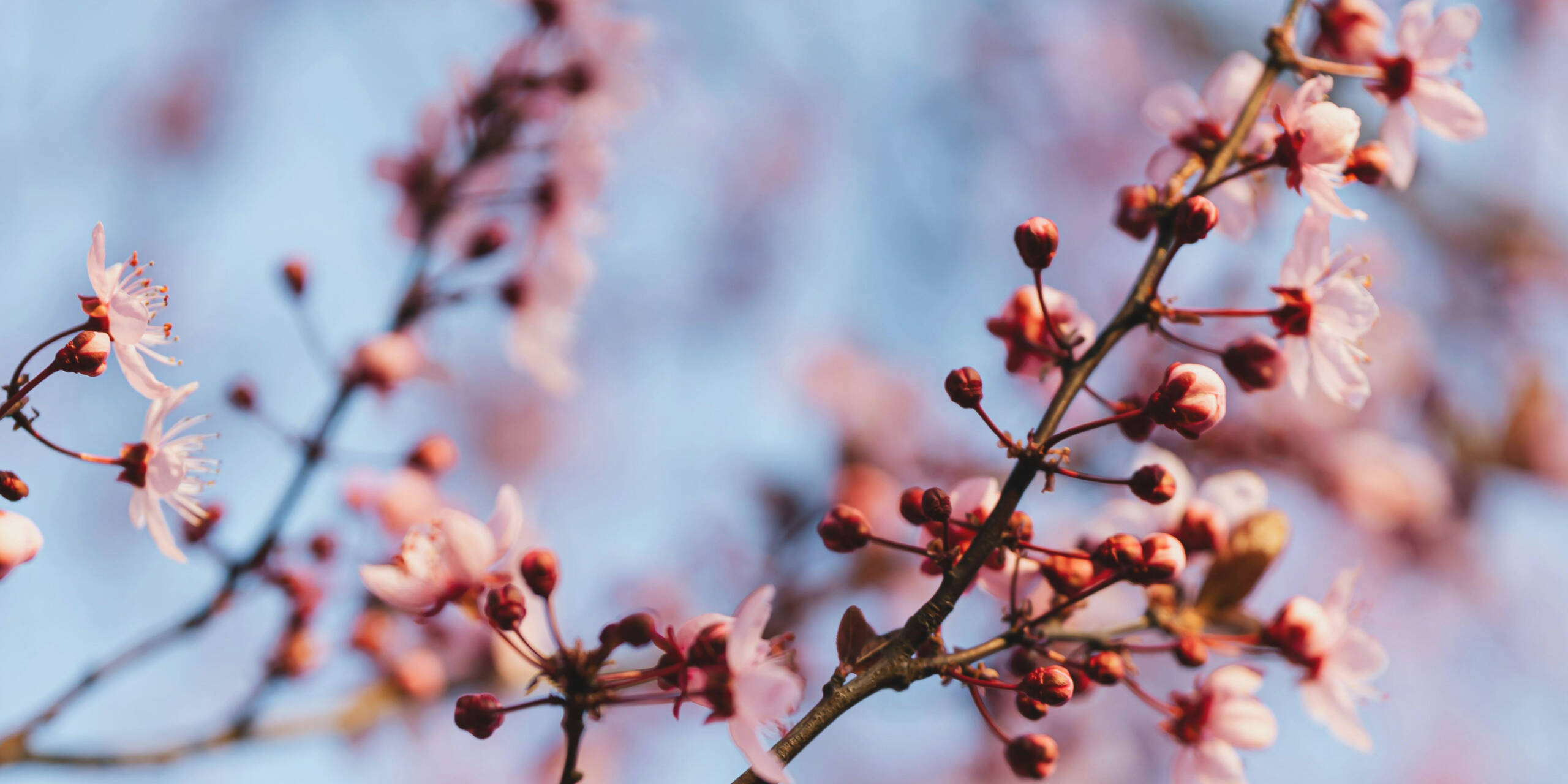 Pink flower blossoms.